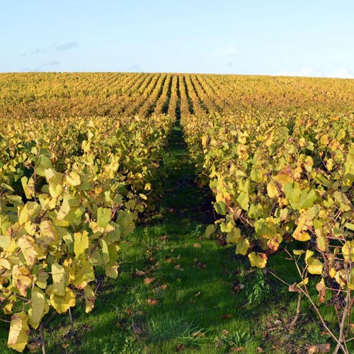 Domaine du Bois Bruley