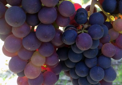 Château de la Chesnaie | Chereau Carré |Un domaine viticole familial en